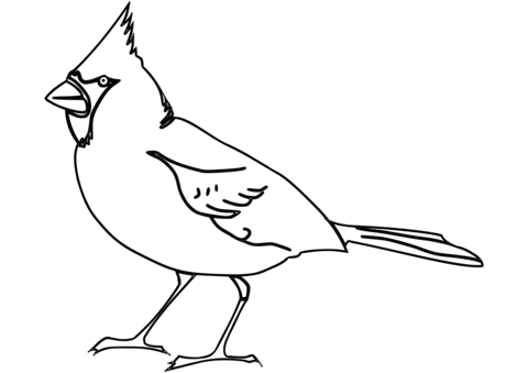 Northern Cardinal Coloring Page